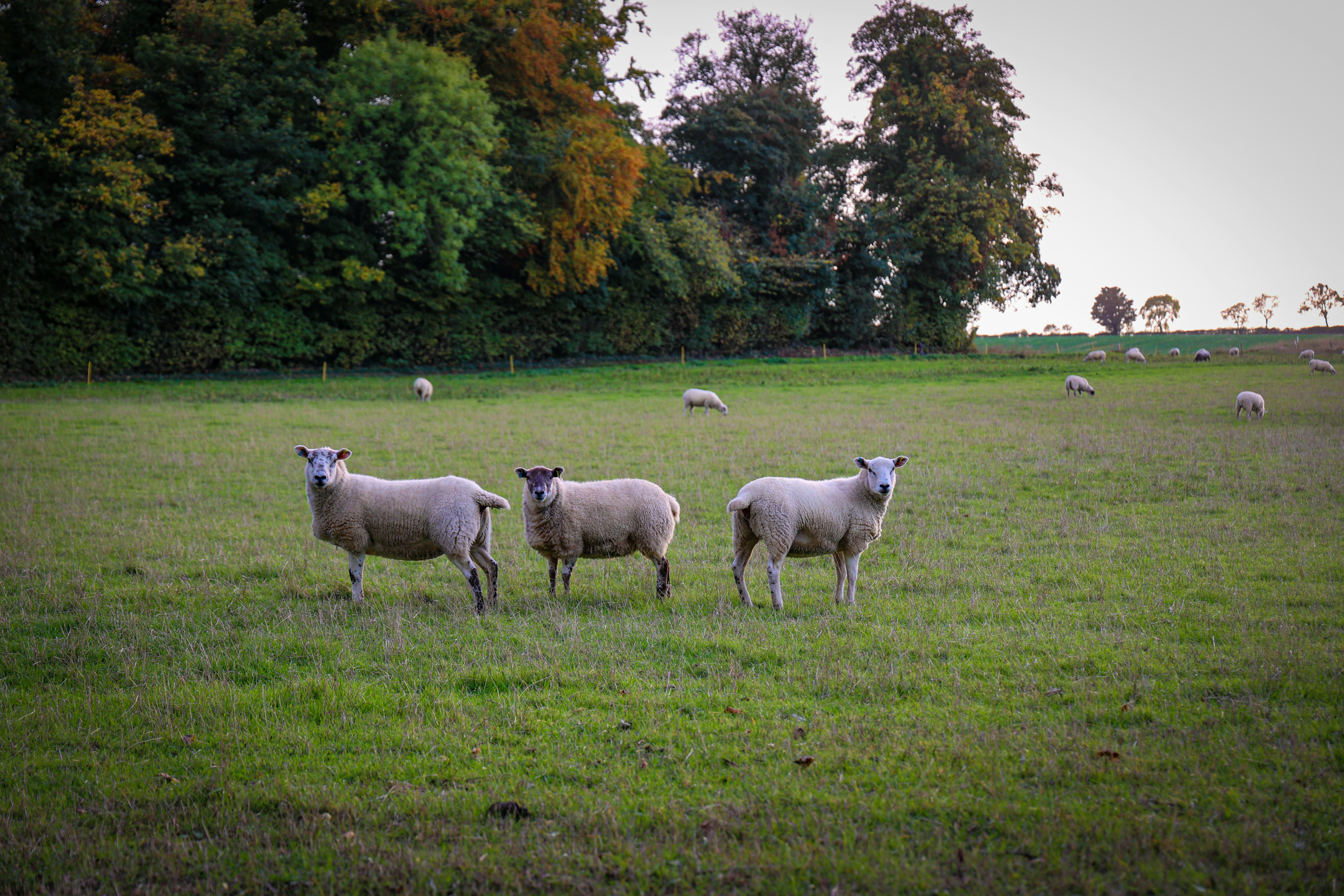 Photo by streuselhaus