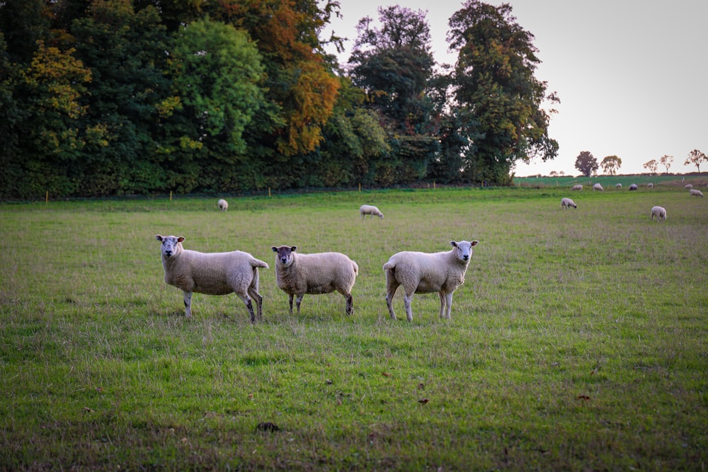 a herd of sheep standing on top of a lush green field