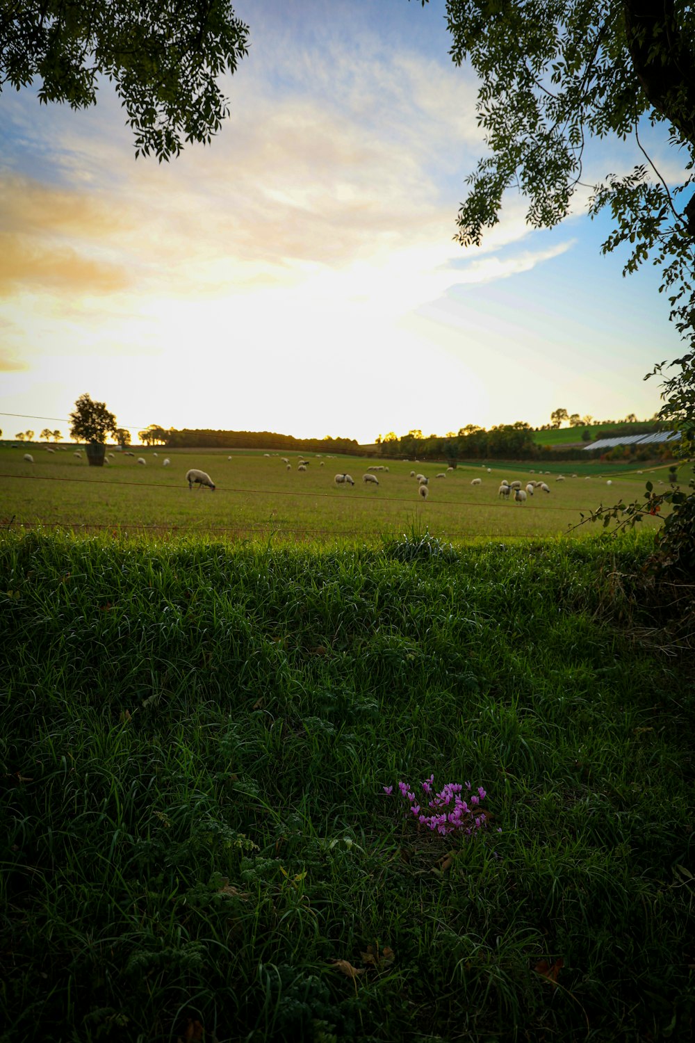 a group of animals grazing on a lush green field