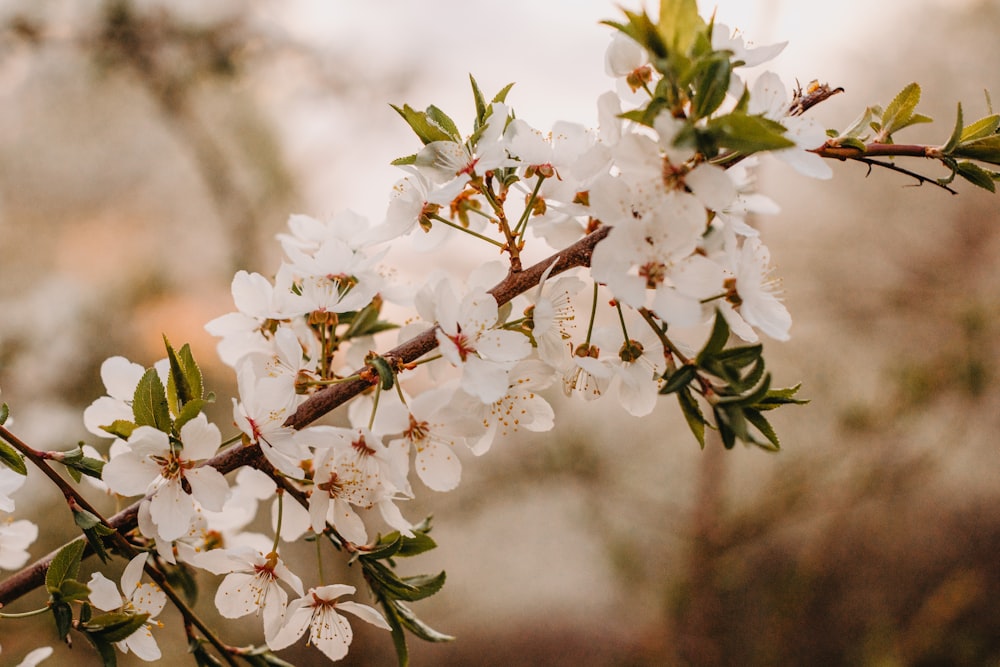 a branch of a tree with white flowers