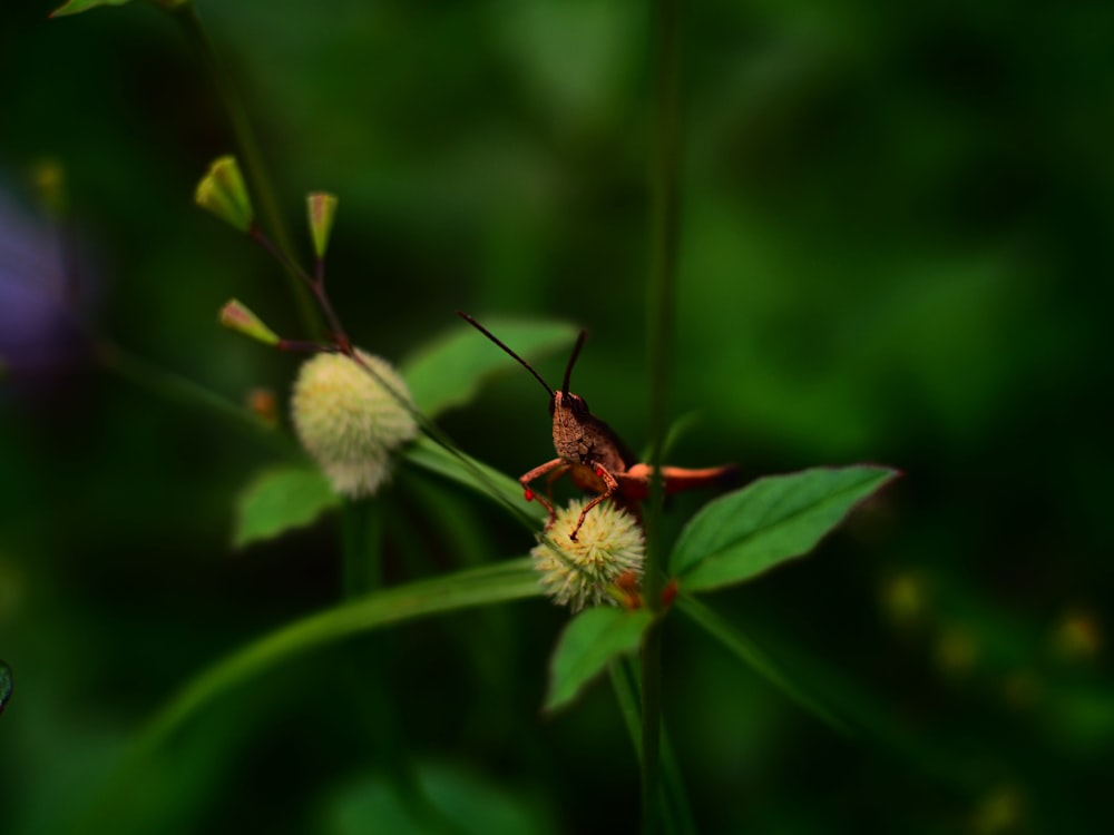 a bug sitting on top of a green plant