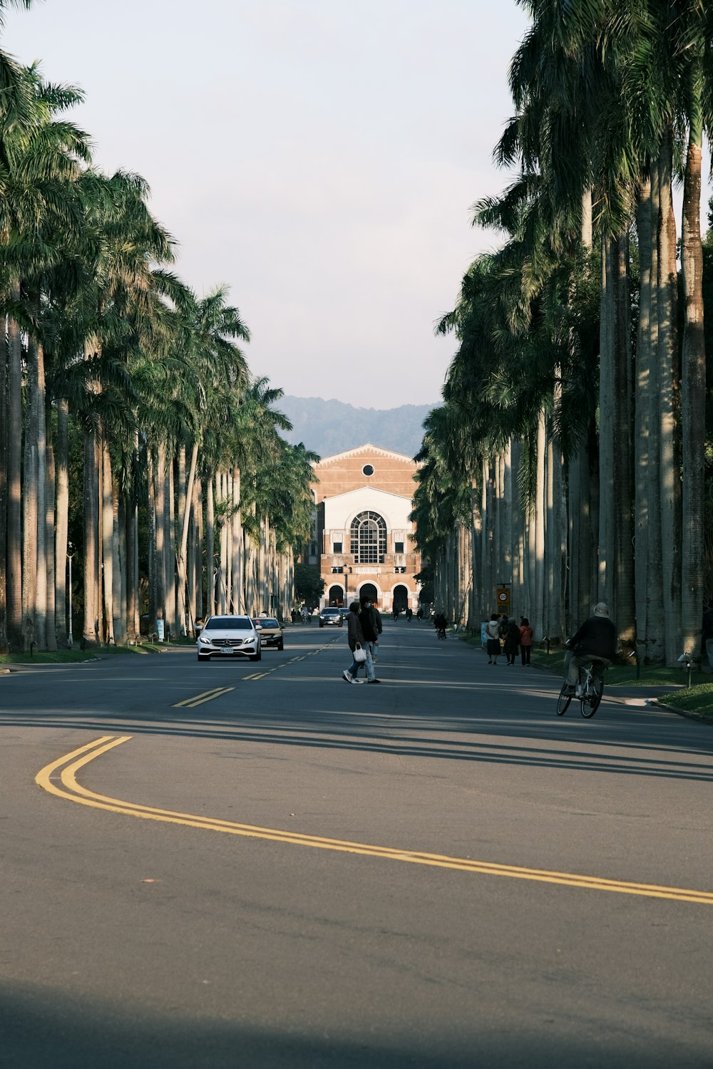 uma pessoa andando de bicicleta por uma rua ao lado de palmeiras