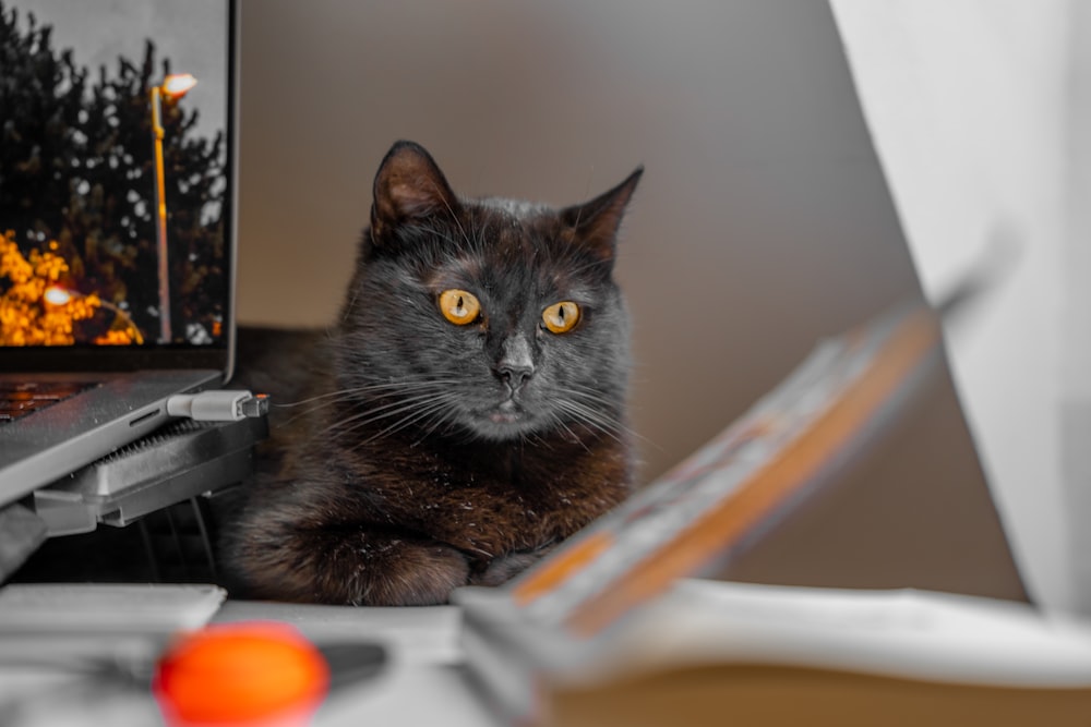 um gato preto sentado na frente de um computador portátil