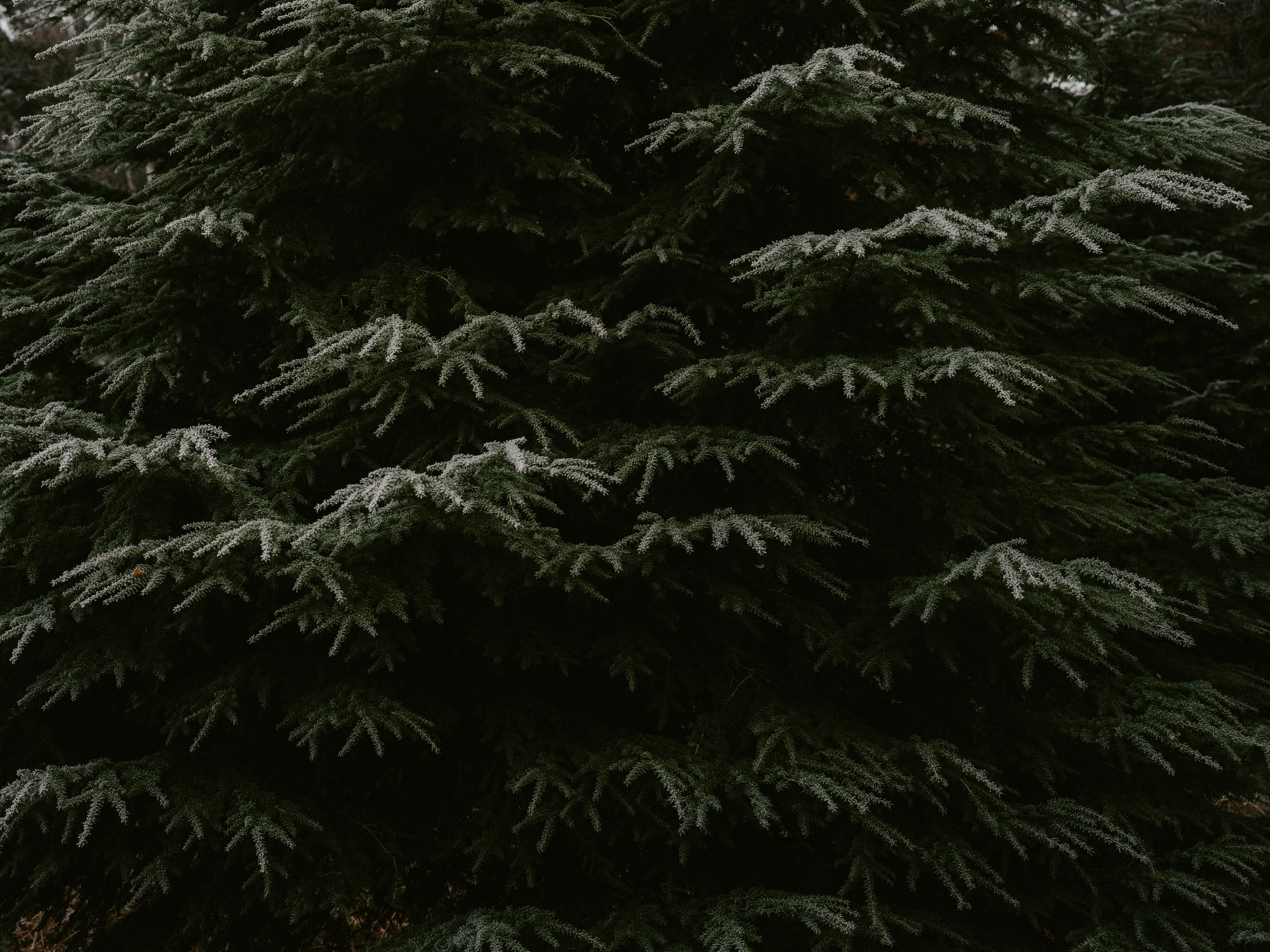 Photo by anniespratt