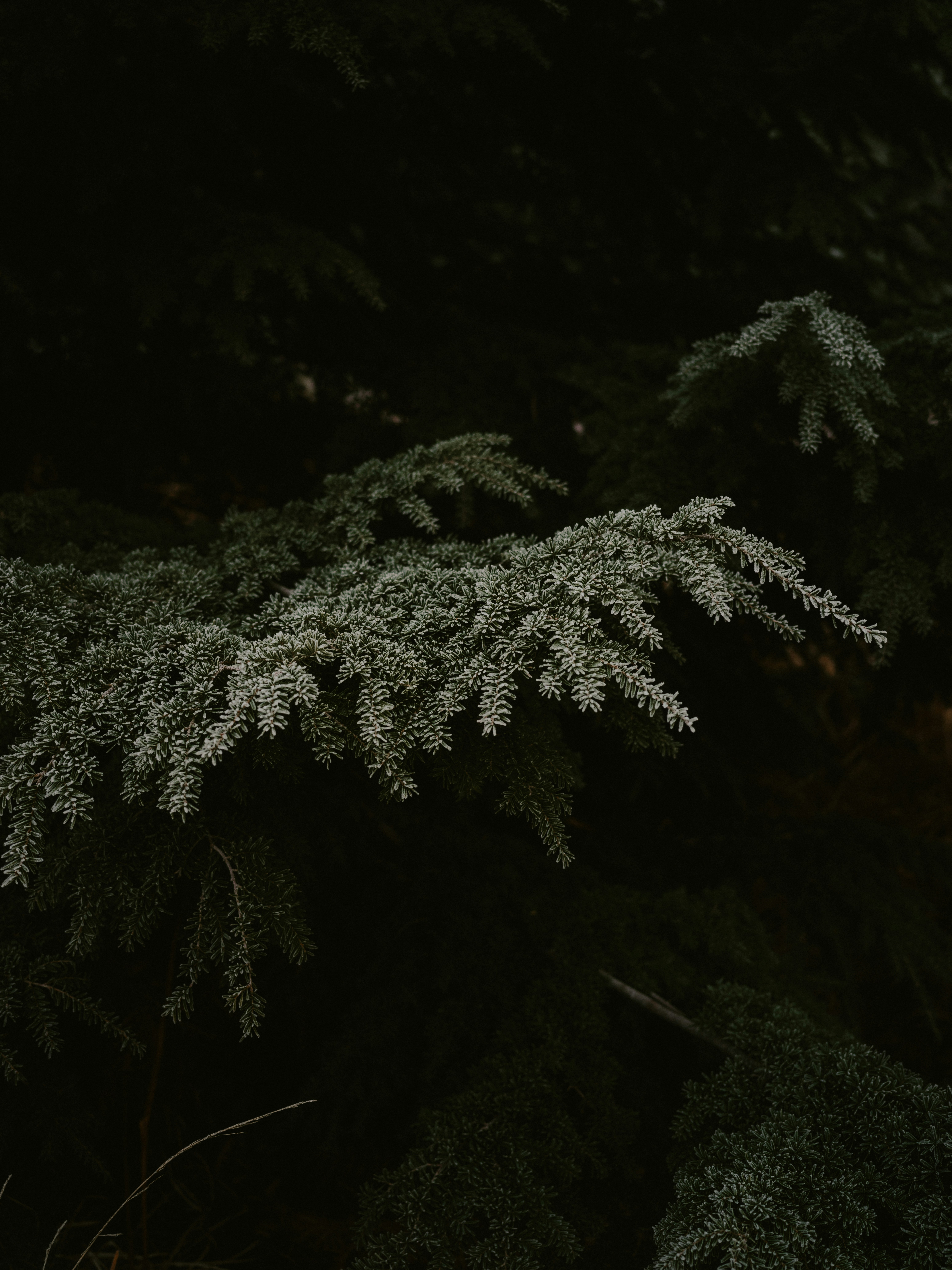 Photo by anniespratt