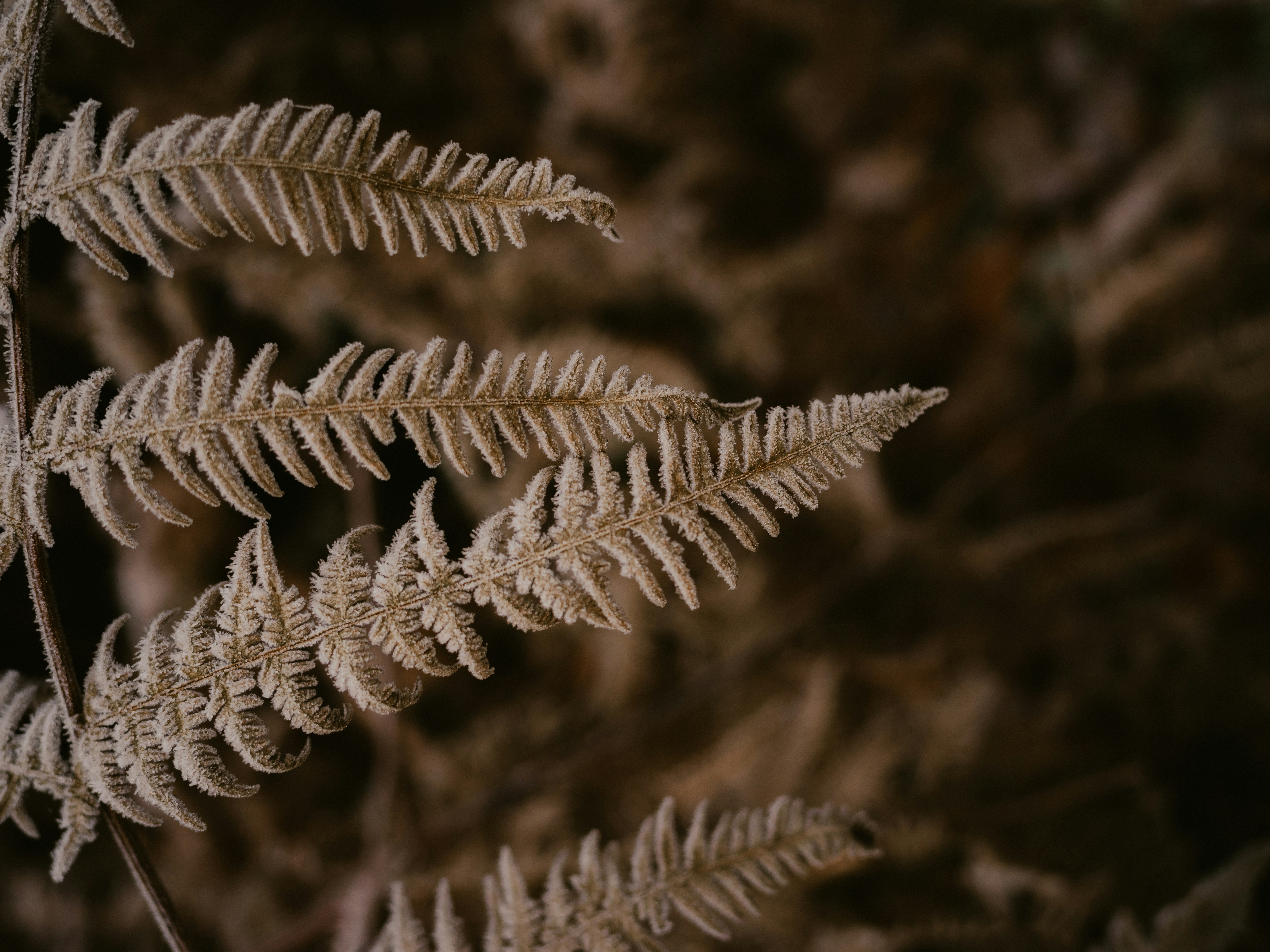 Photo by anniespratt