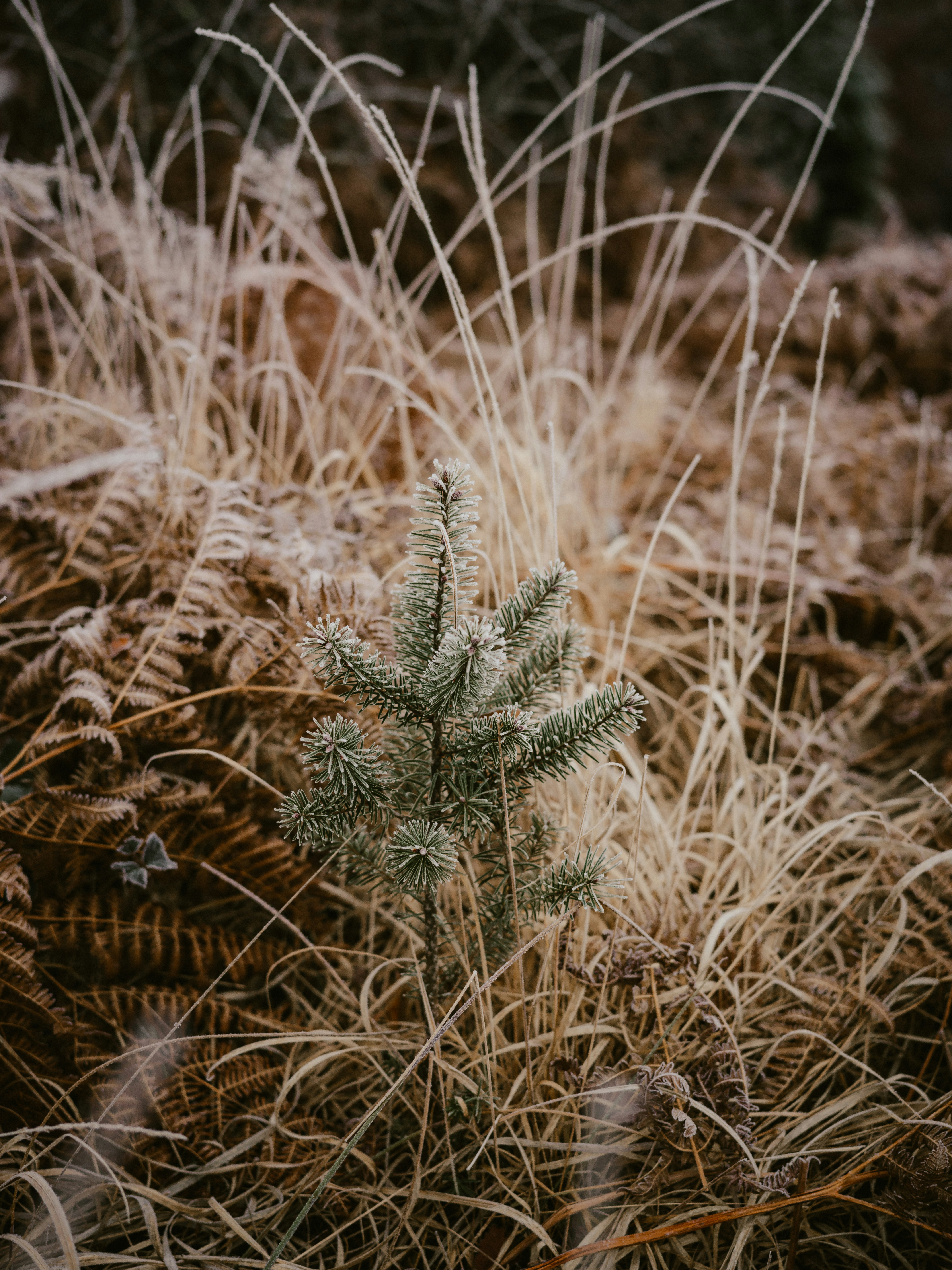 Photo by anniespratt