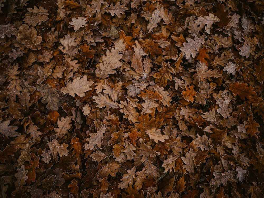 a bunch of leaves that are laying on the ground