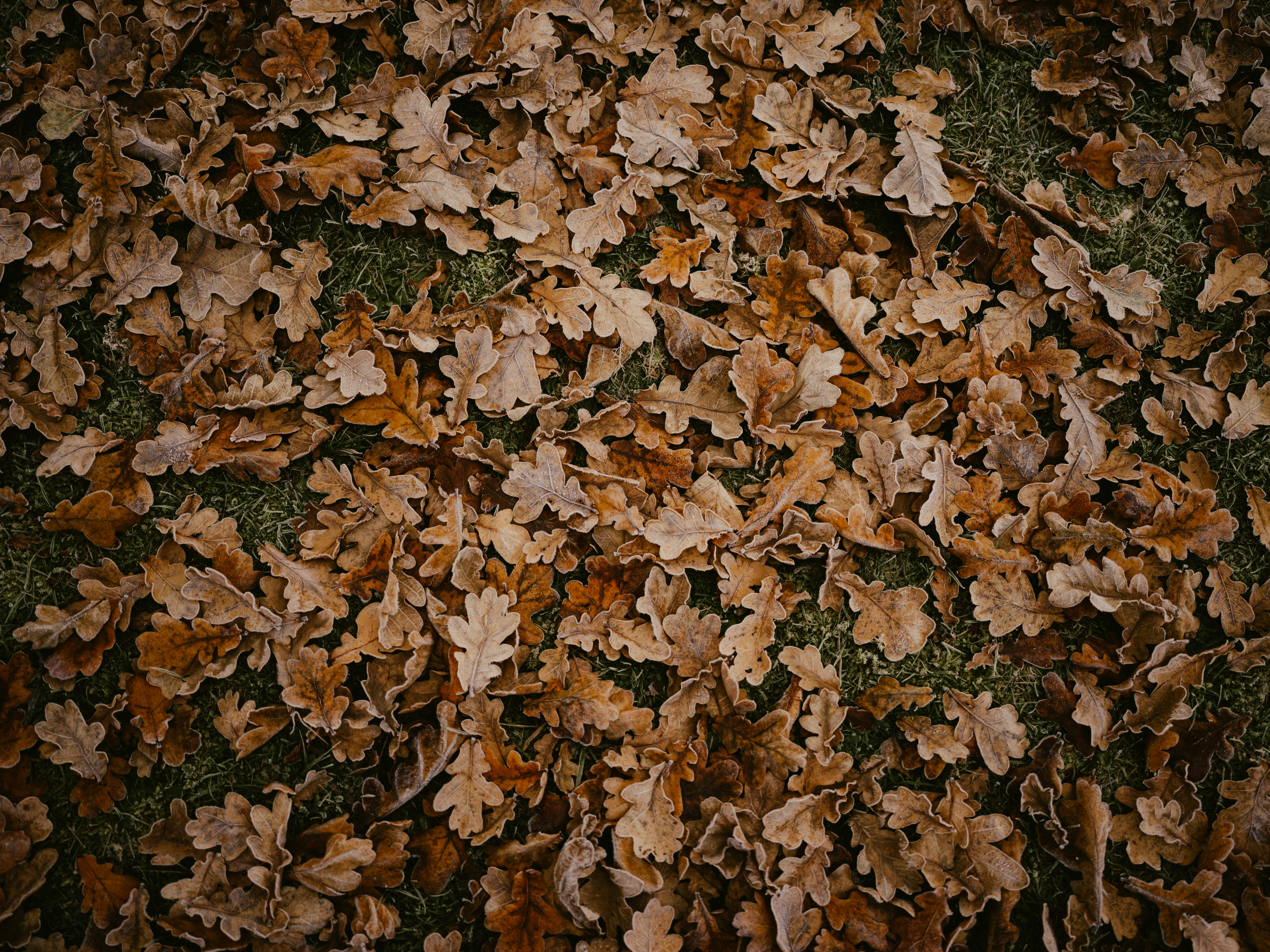 Photo by anniespratt