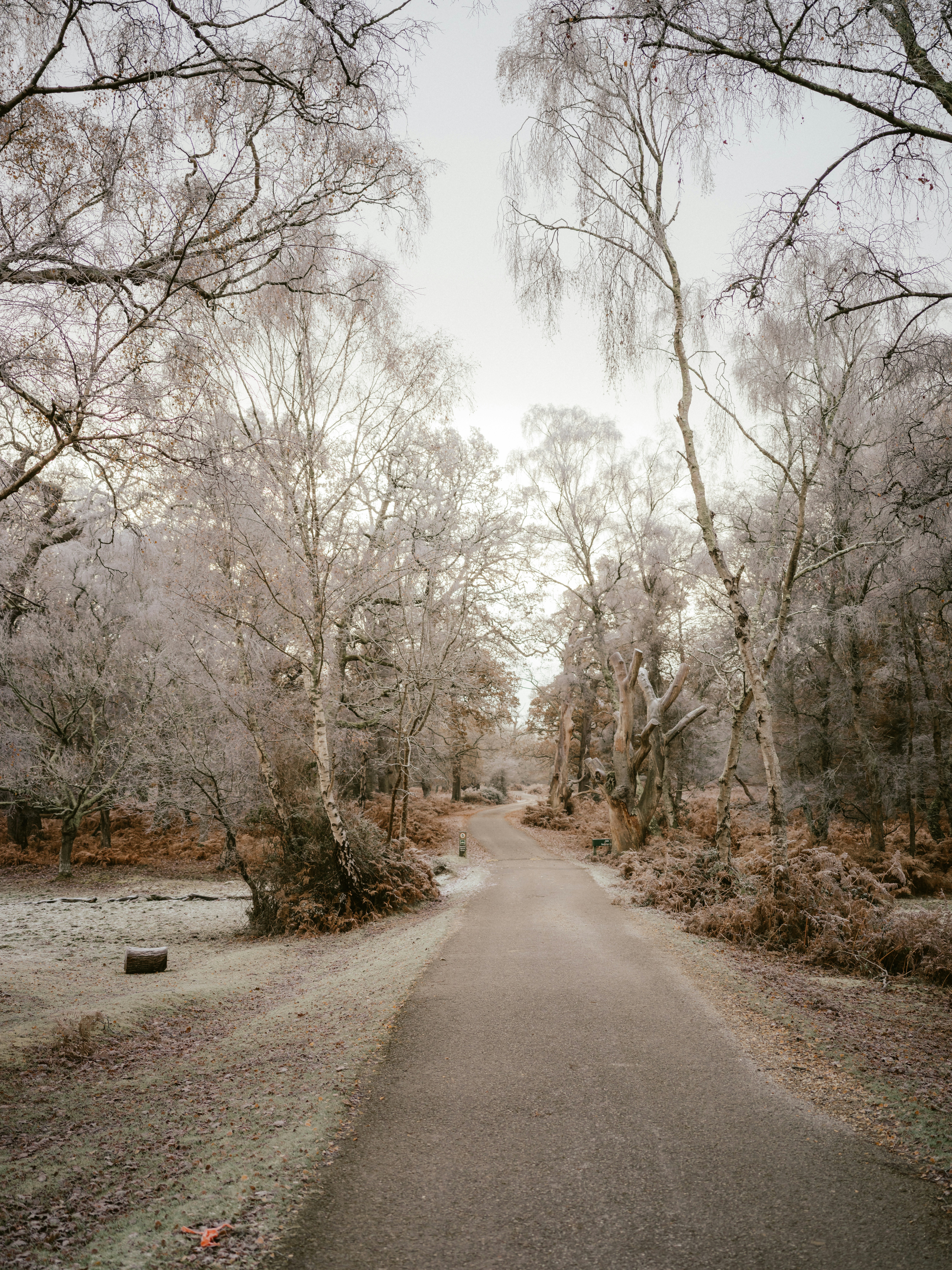 A dirt road surrounded by trees and grass photo – Free Nature Image on ...