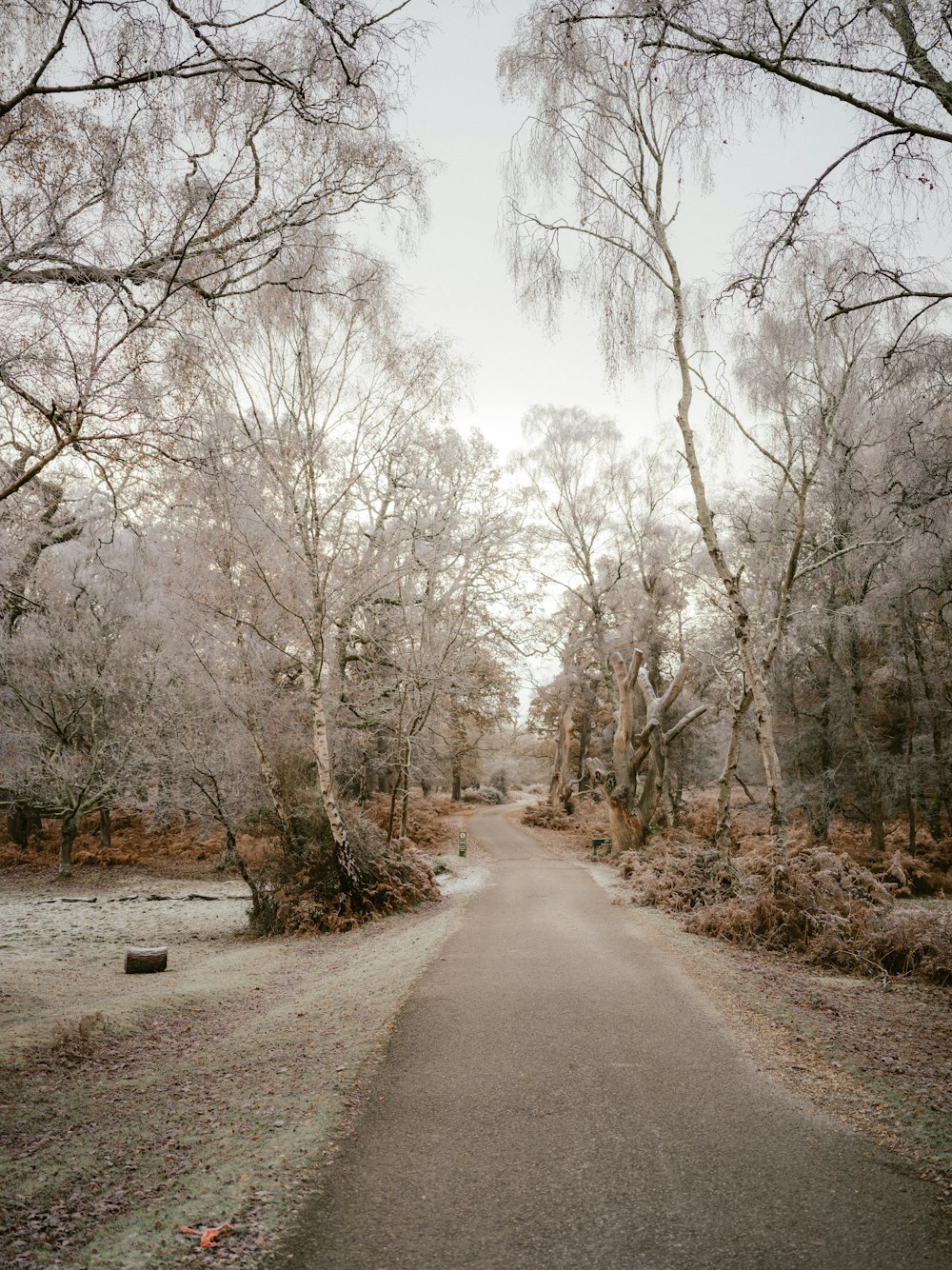 a dirt road surrounded by trees and grass