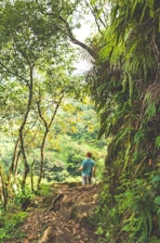 A family walking along a sunlit forest trail surrounded by lush greenery.