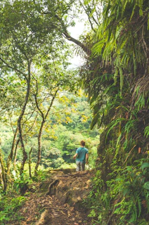 A man in his 50s hiking a lush forest trail, sunlight filtering through tall trees