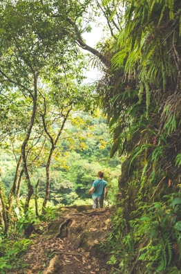 A person walks along a forest trail surrounded by lush green foliage and sunlight filtering through the leaves. The path appears rugged and natural, with tree roots and vegetation lining the sides.