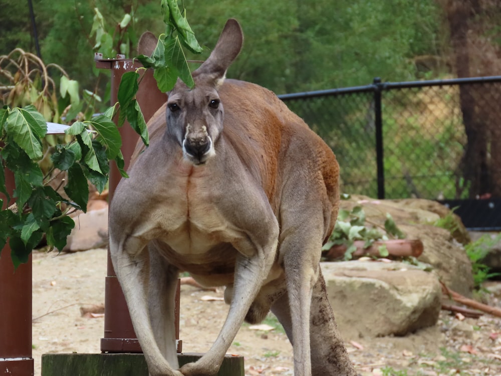 a large kangaroo standing next to a tree