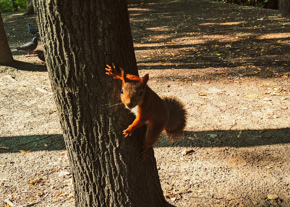 a squirrel climbing up the side of a tree