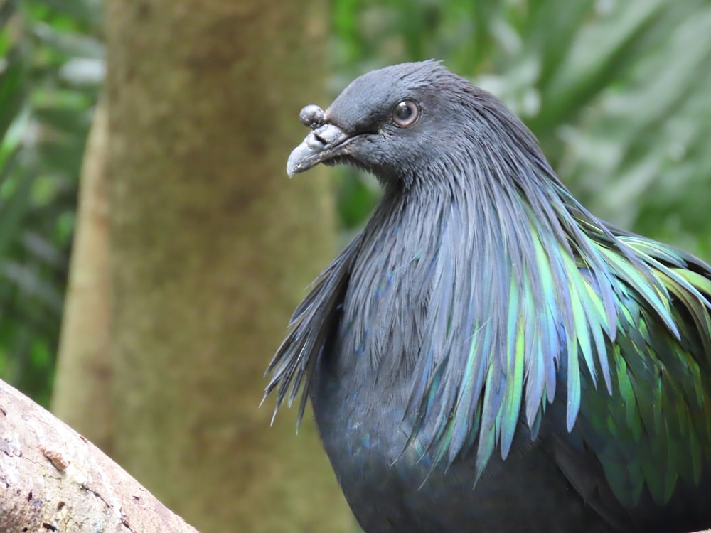 a close up of a bird on a tree branch