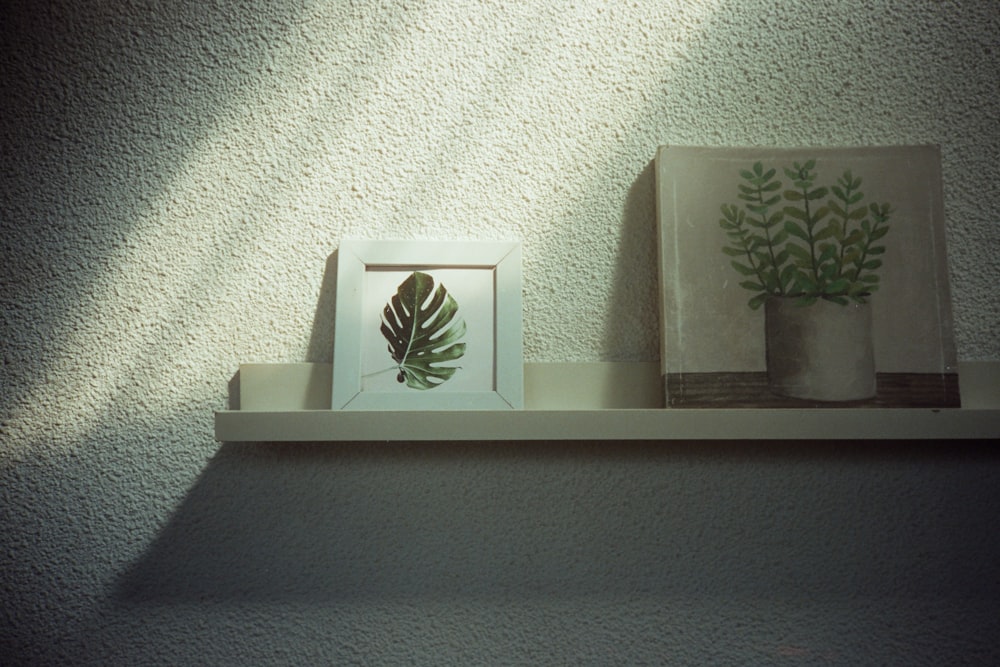 a picture of a plant and a picture of a plant on a shelf
