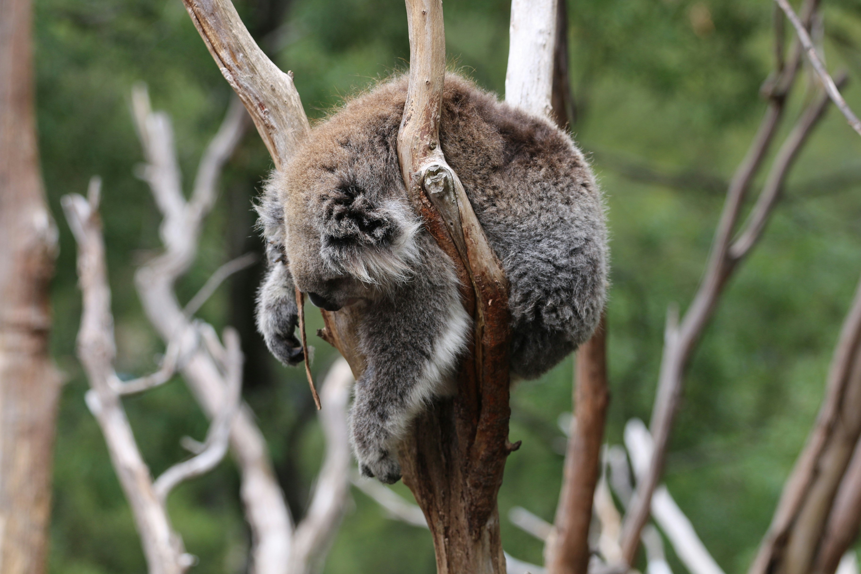 a koala bear climbing up a tree branch