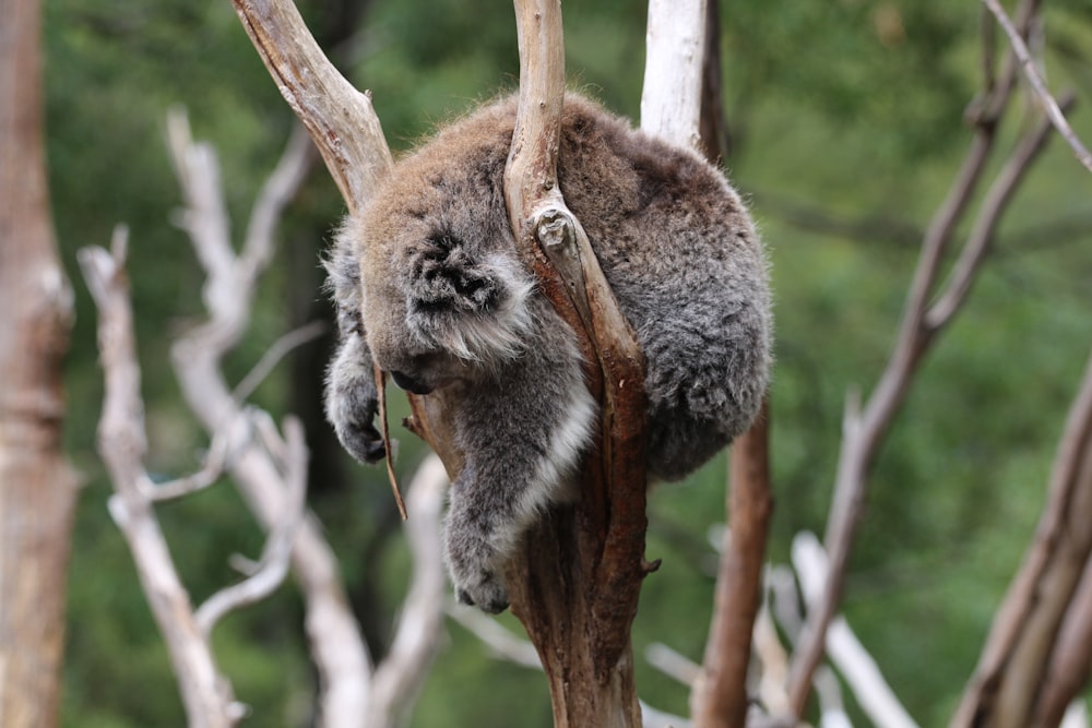 a koala bear climbing up a tree branch