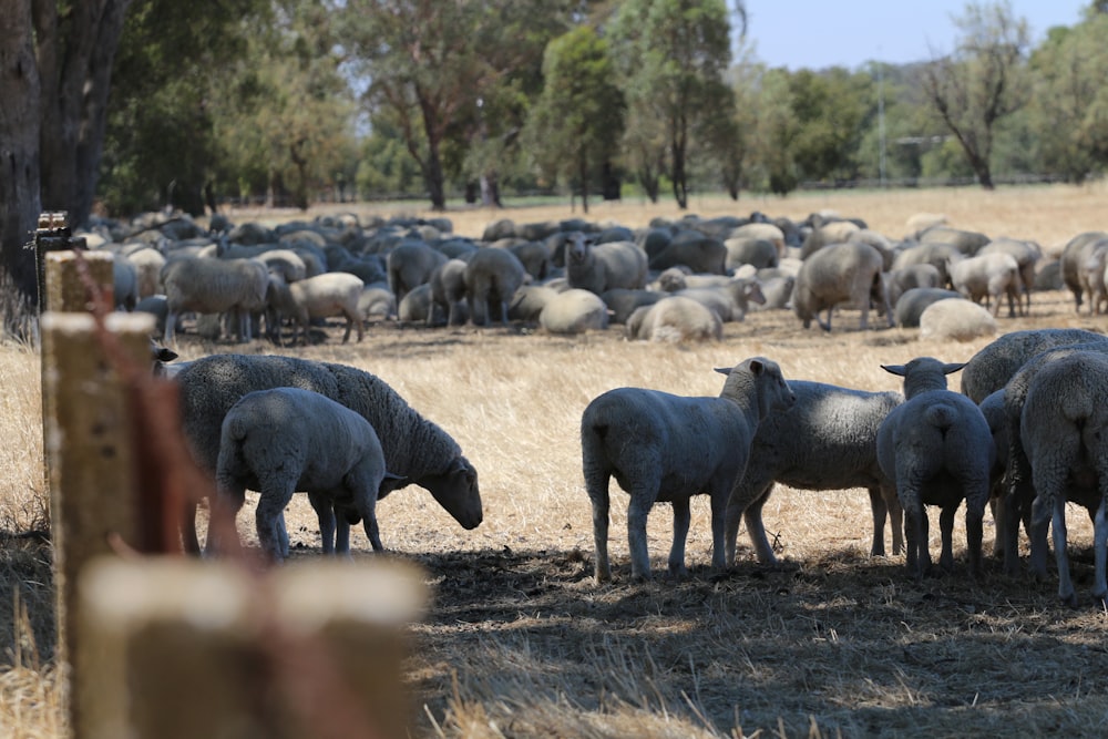 a herd of sheep standing on top of a dry grass field