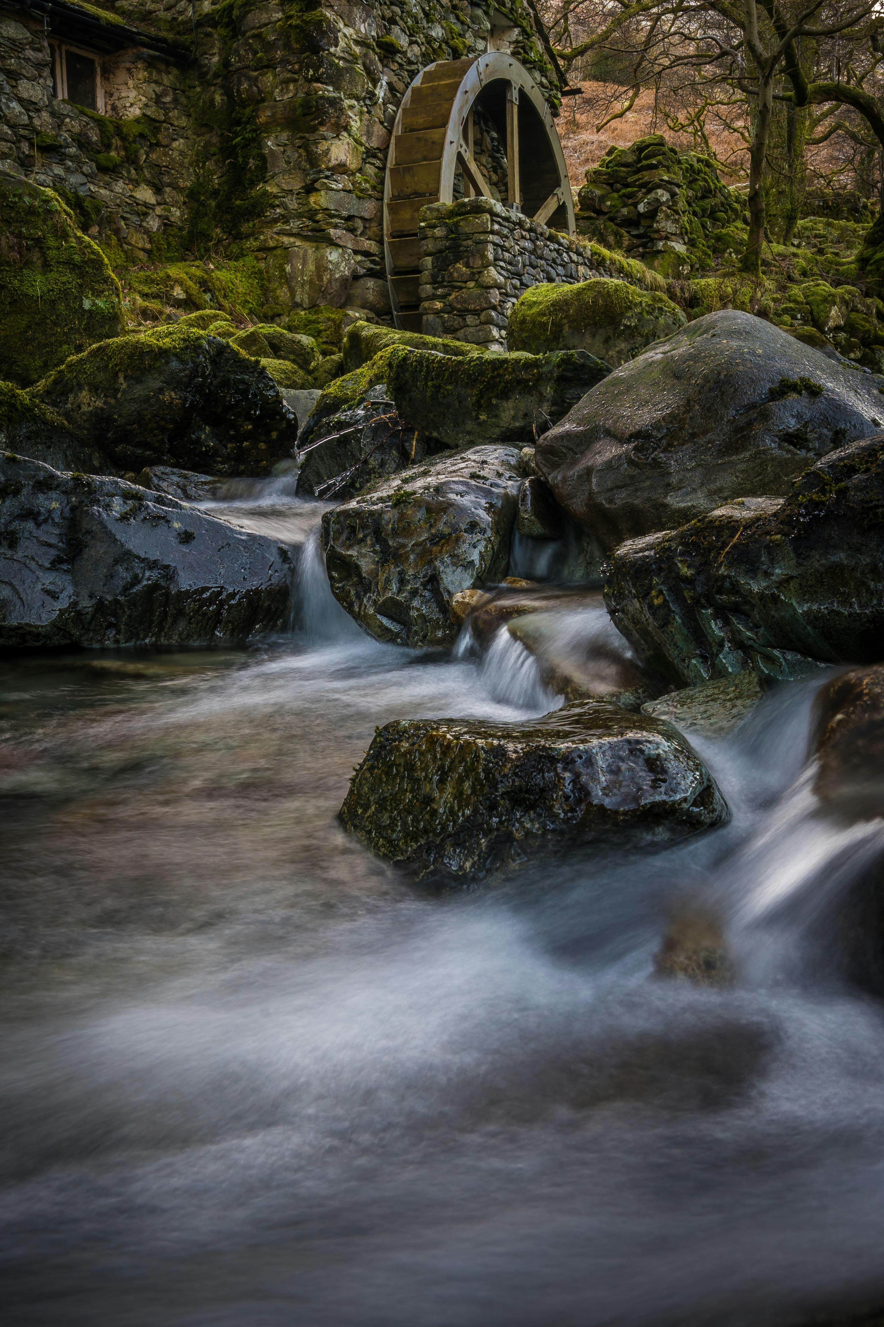 a stream running through a lush green forest