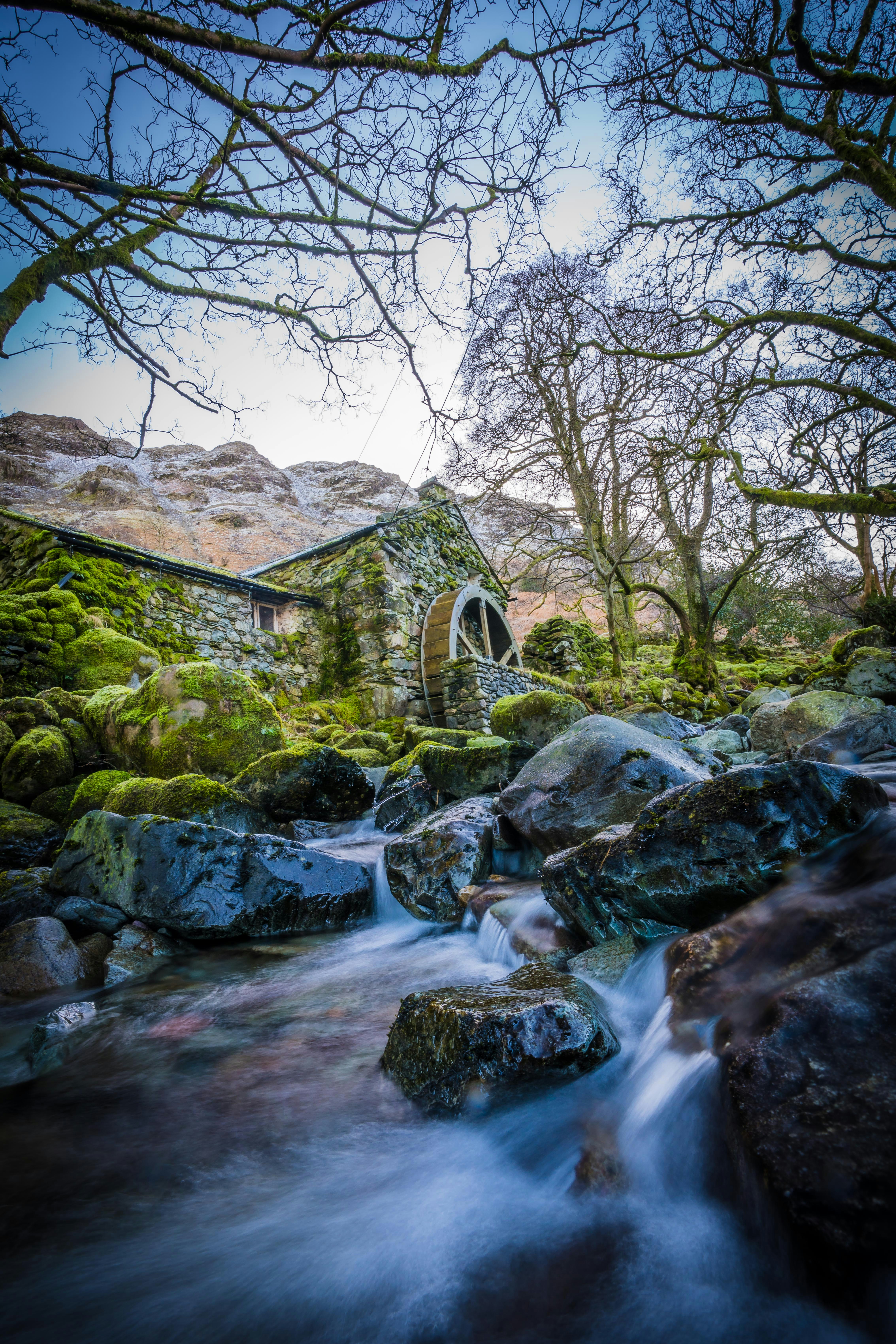 a stream running through a lush green forest