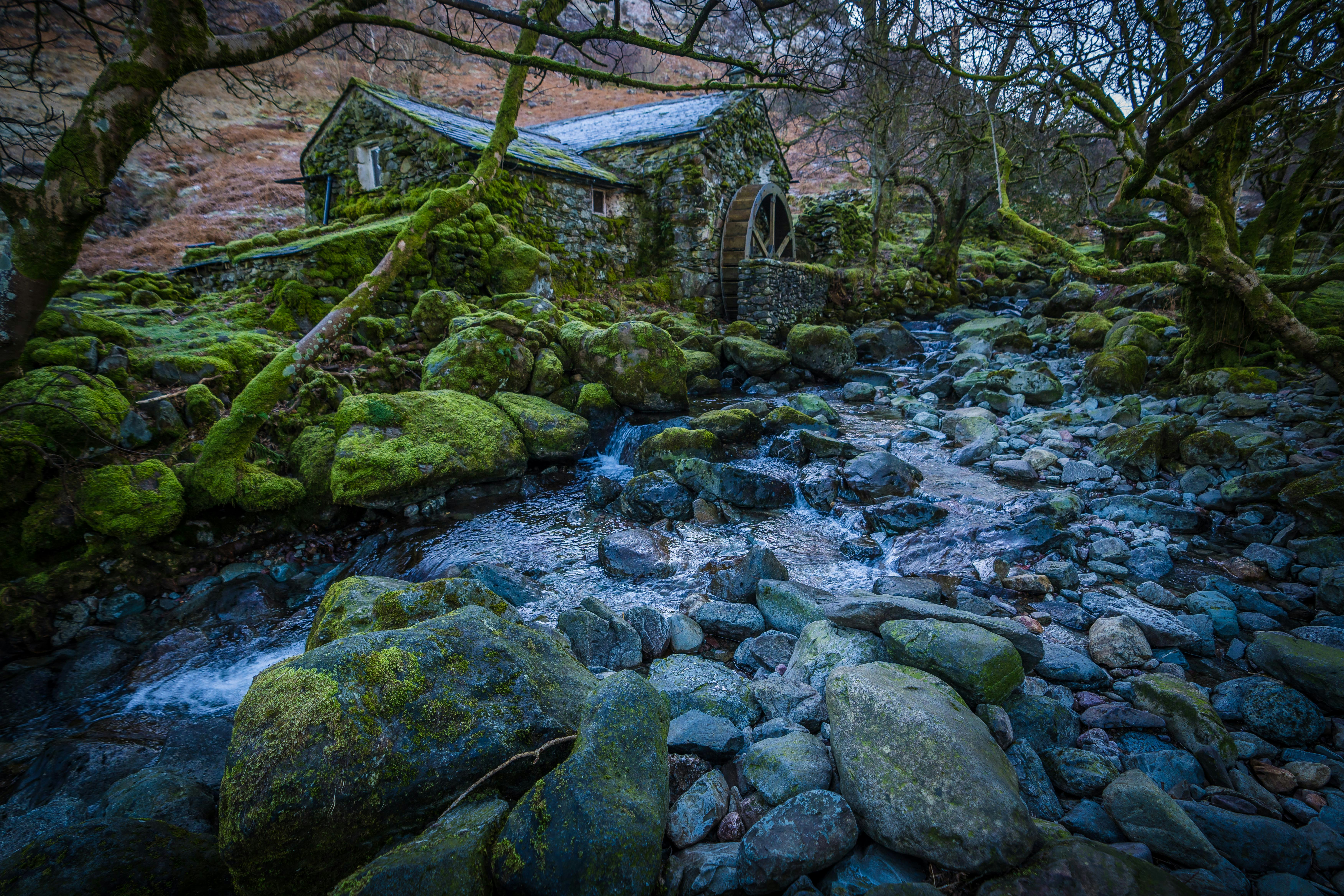 a stream running through a lush green forest