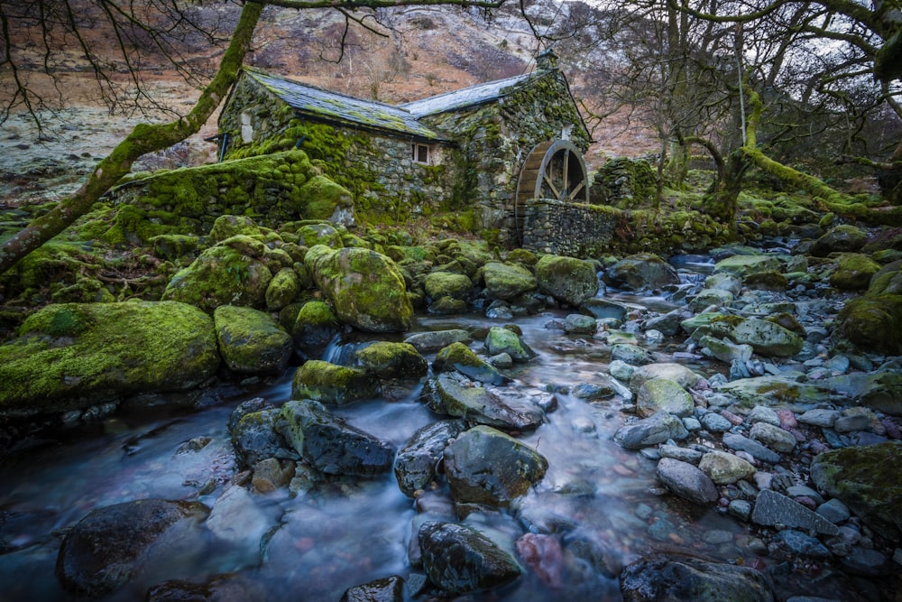 a stream running through a lush green forest