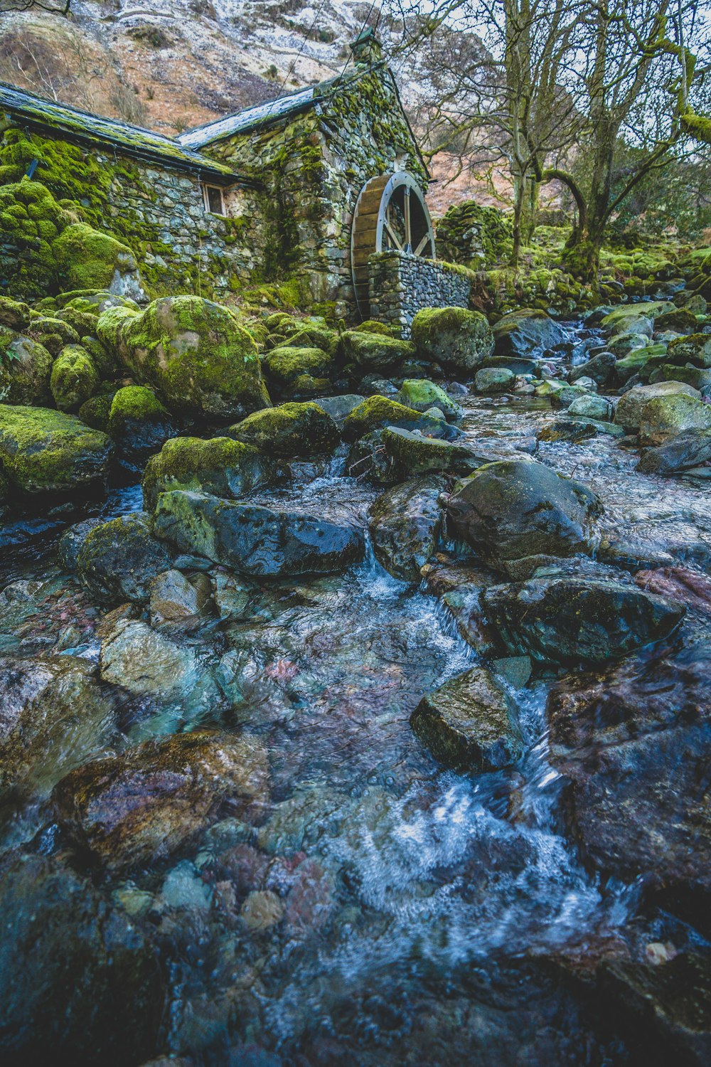 a stream running through a lush green forest