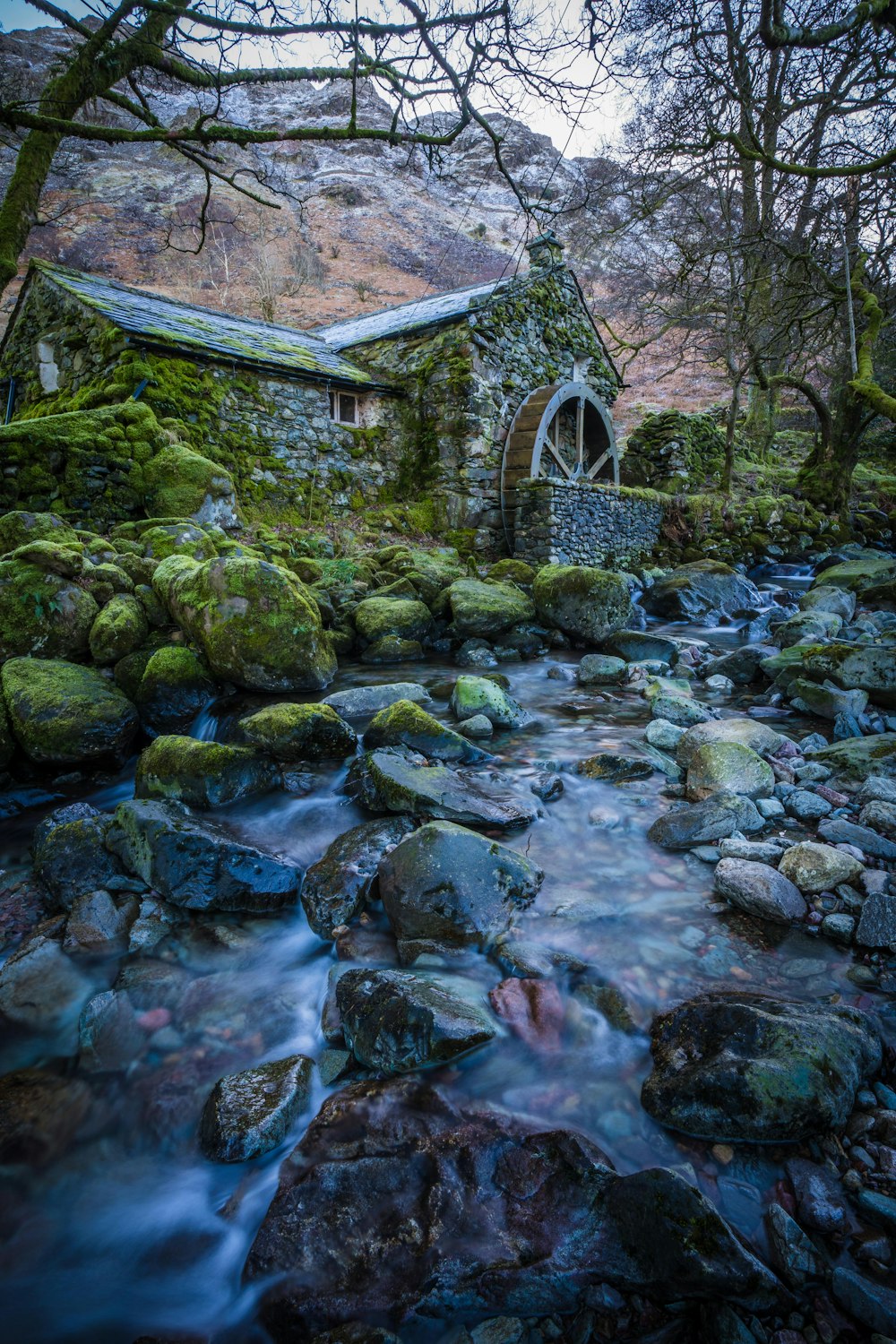 a stream running through a lush green forest