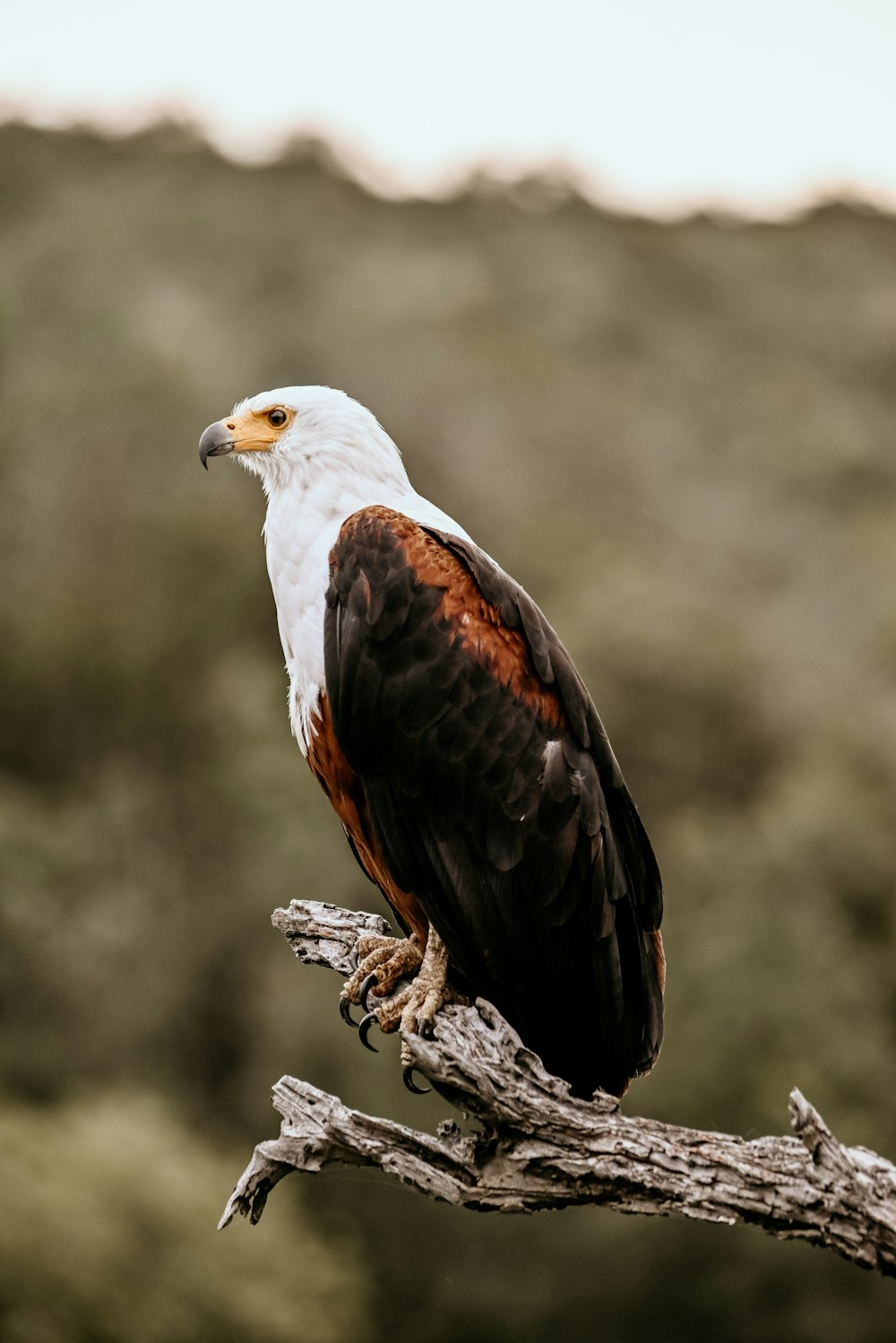 un oiseau assis au sommet d’une branche d’arbre