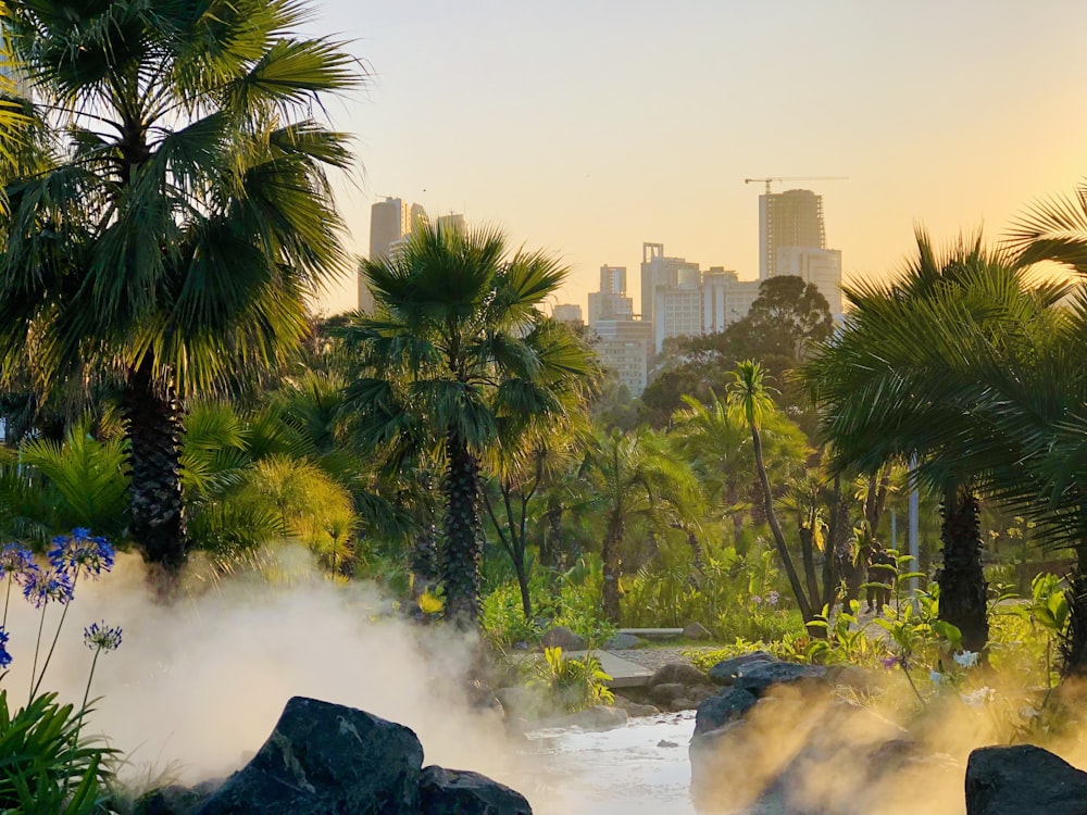 steam rises from a river surrounded by palm trees