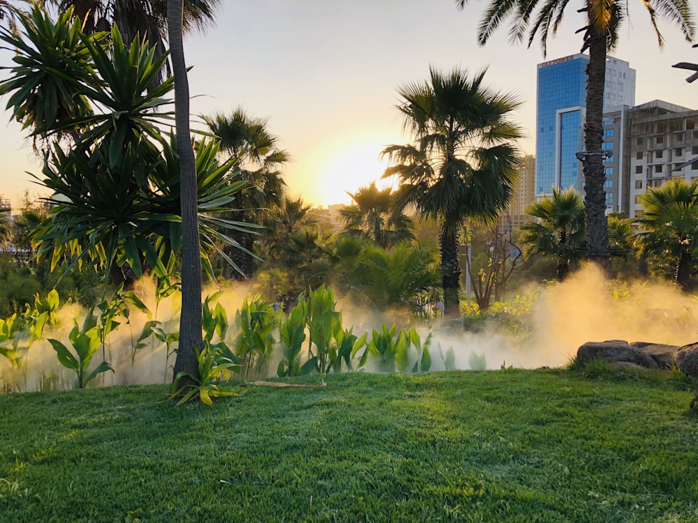 a lush green field covered in smoke next to palm trees
