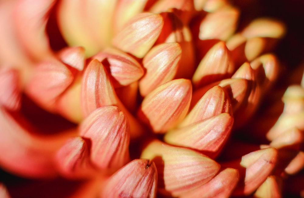 a close up view of a flower budding