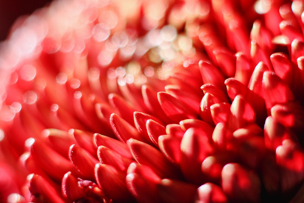 a close up of a bunch of red flowers