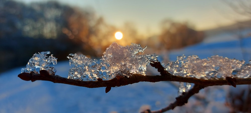 a close up of a tree branch with ice on it