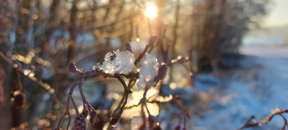 a close up of a plant with ice on it