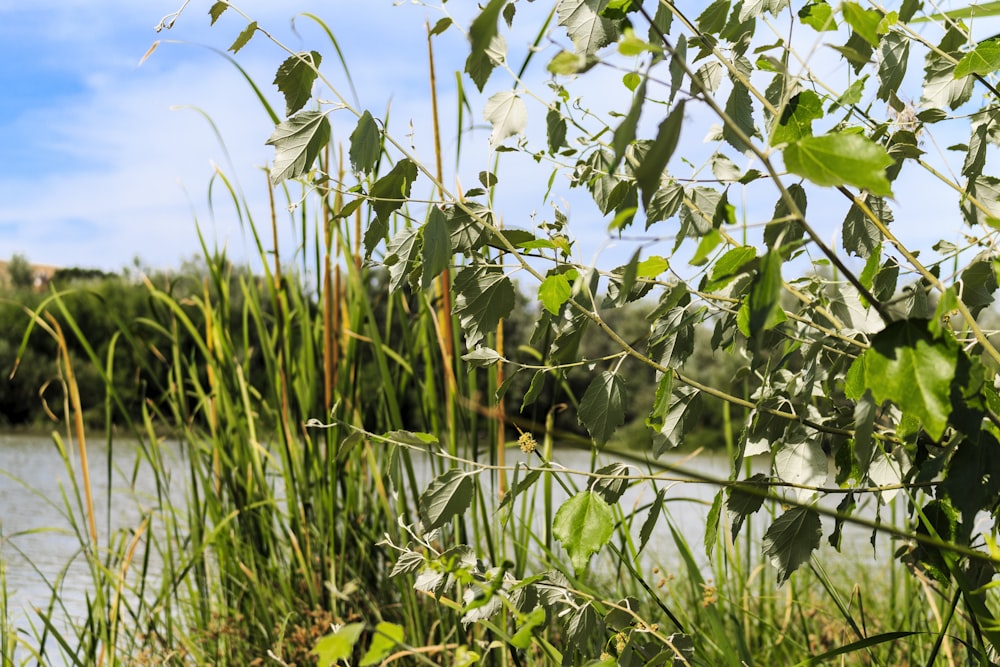 a view of a body of water from behind some tall grass