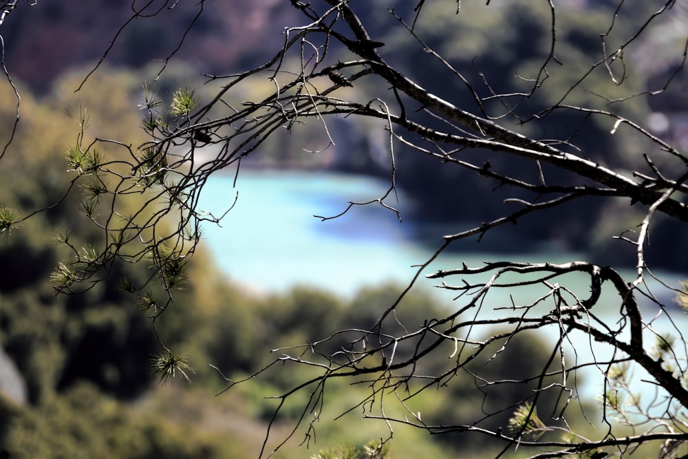 a view of a body of water from behind a tree