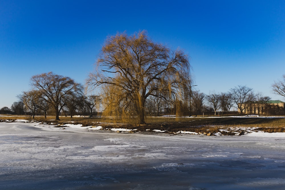 a frozen pond in a park with trees and a building in the background