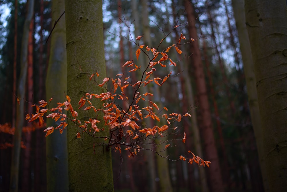 a group of trees with orange leaves in a forest