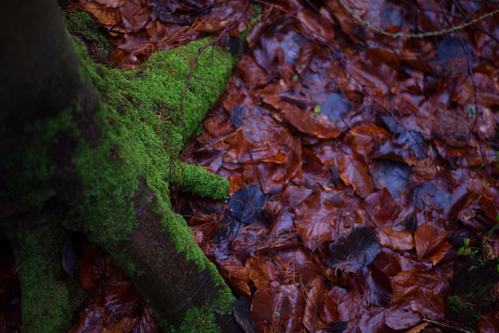 a moss covered tree trunk in a forest