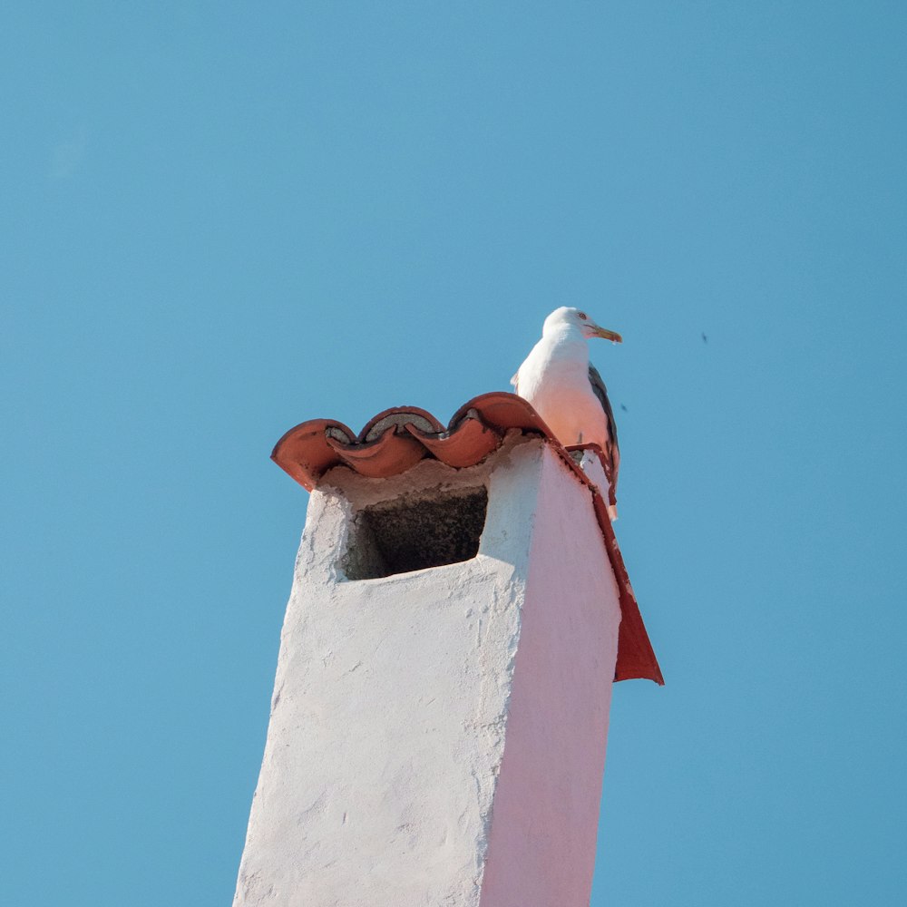 Un gabbiano seduto sulla cima di un edificio bianco
