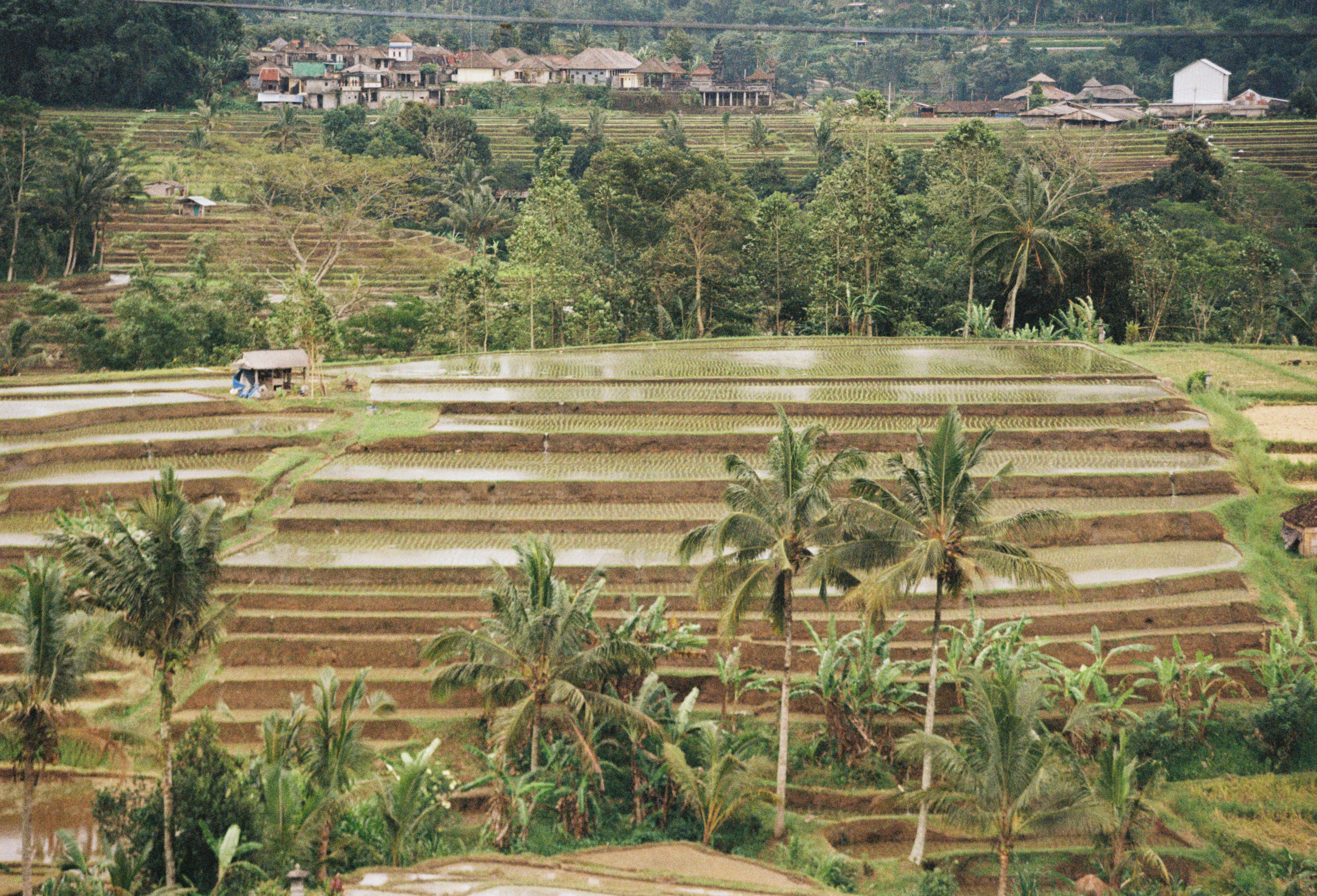 Blick auf ein Reisfeld mit einem Haus im Hintergrund