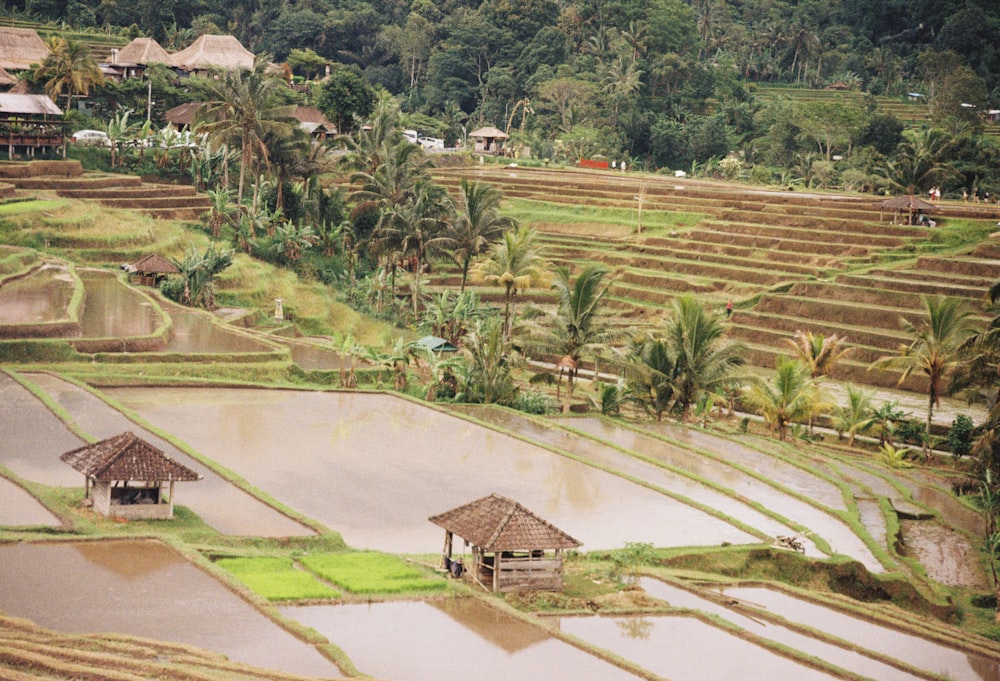 a rice field with some huts in the middle of it