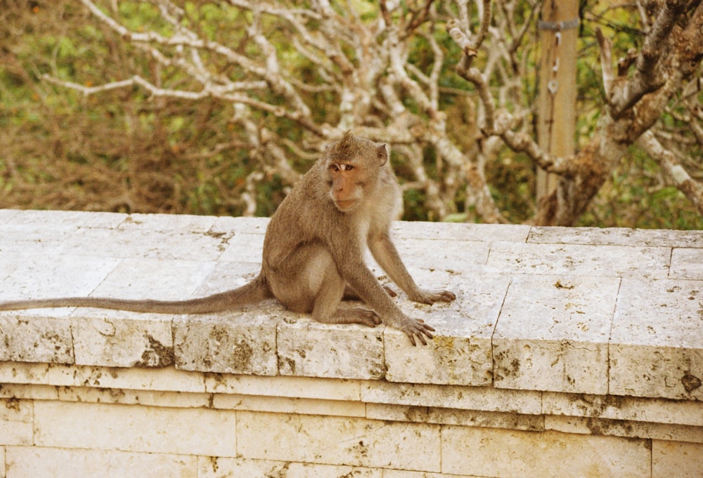 a monkey is sitting on a ledge outside