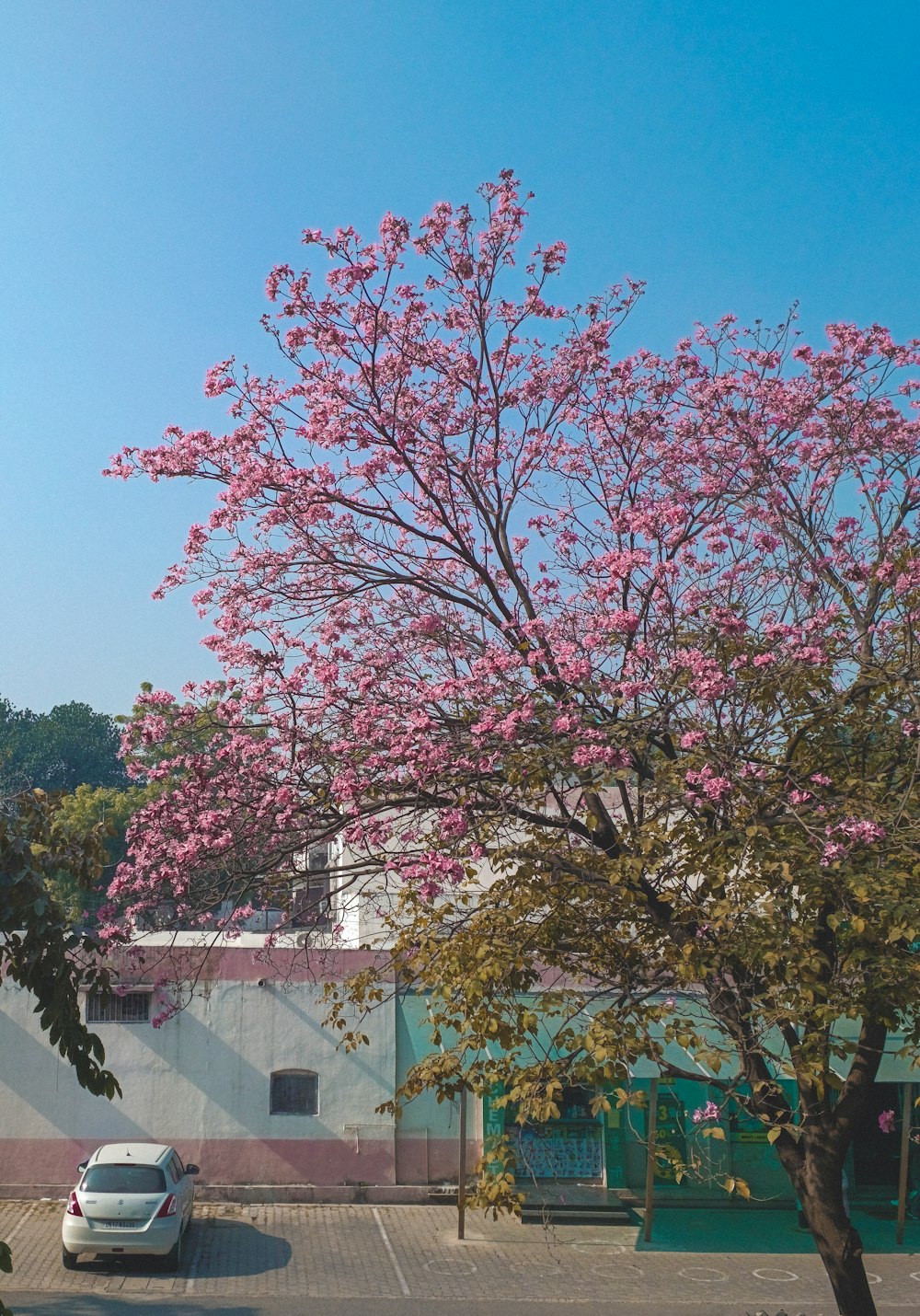 a car parked in a parking lot next to a tree