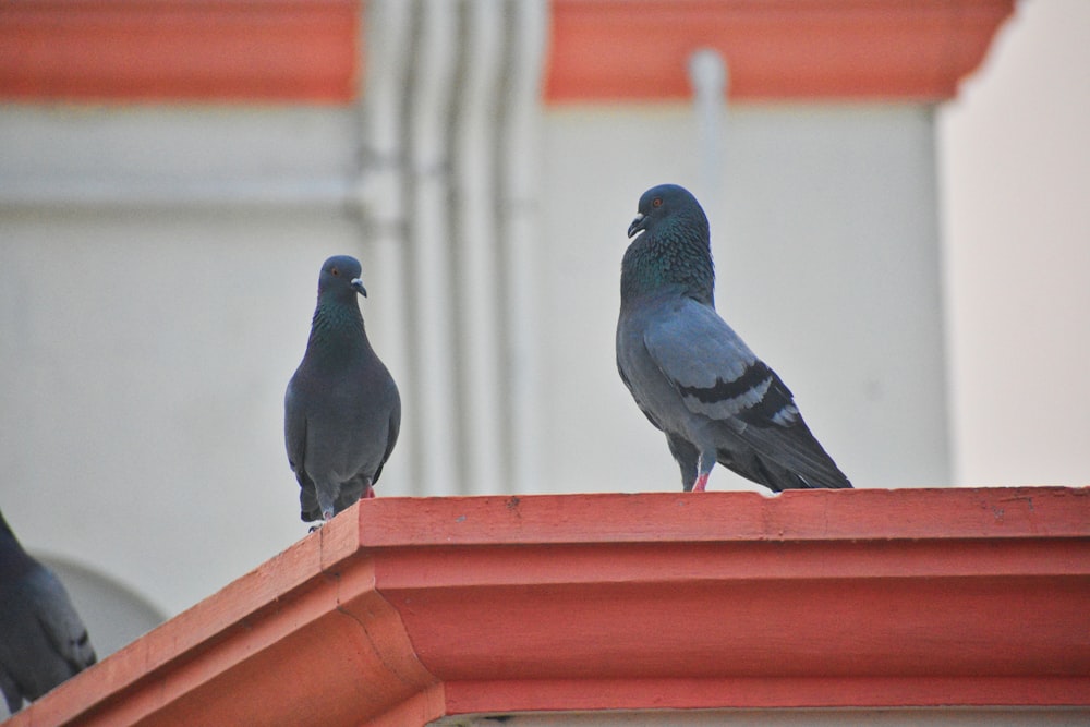 a couple of birds that are sitting on a ledge