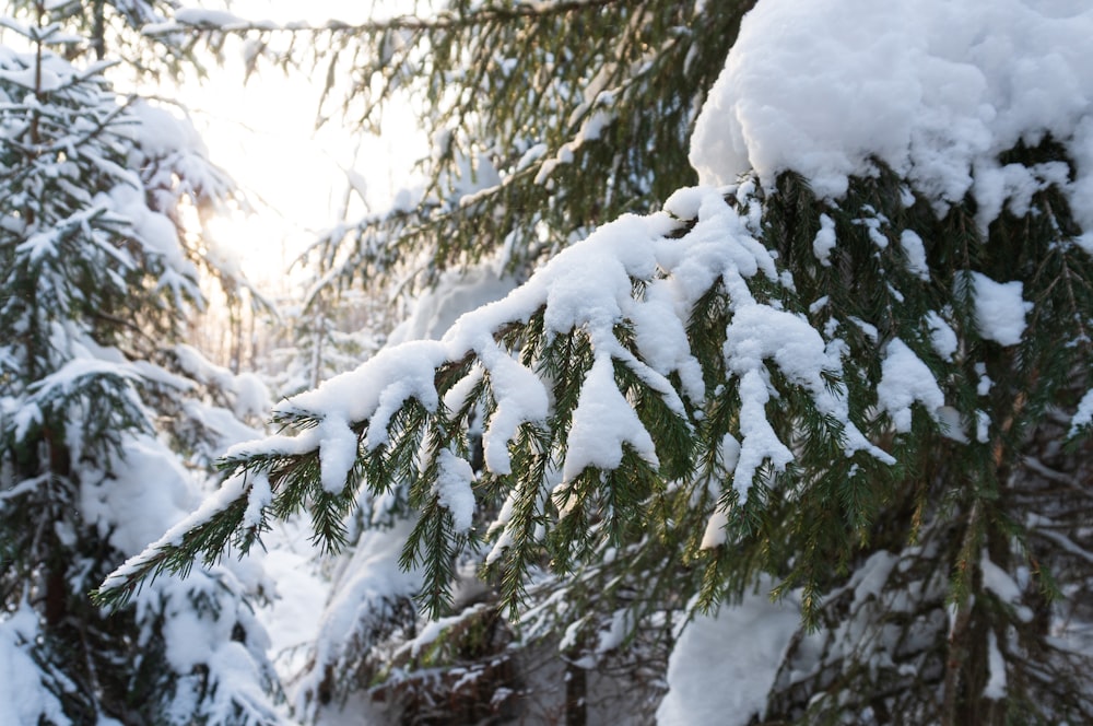 un pino coperto di neve con il sole che splende tra i rami